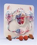 Functional Heart and Circulatory System Anatomical Model